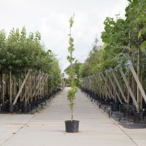 quercus palustris green pillar.jpeg