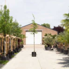 quercus palustris.jpeg