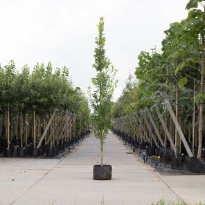 quercus robur fastigiata koster 3.jpeg