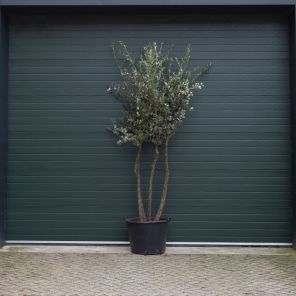 quercus suber meerstammig.jpeg