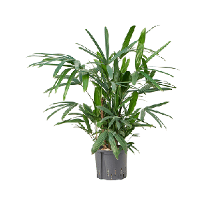 rhapis excelsa bims l.png