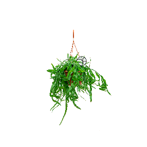 Rhipsalis ramaloris 1(2).png