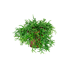 RHIPSALIS_PILOCARPIA_WEB.png