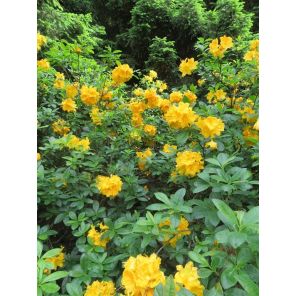 rhodo luteum.jpg