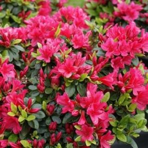rhododendron-azalea-geisha-red-sfeer_08d0df.jpg