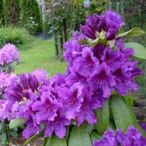 rhododendron-azurro_2a809f.jpg