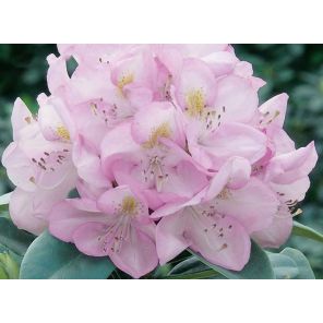 rhododendron-catawbiense-gomer-waterer-sfeer_b3b4c9.jpg