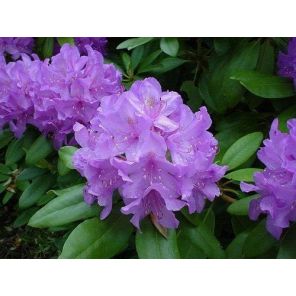 rhododendron-catawbiense-grandiflorum-close_78fe02.jpg