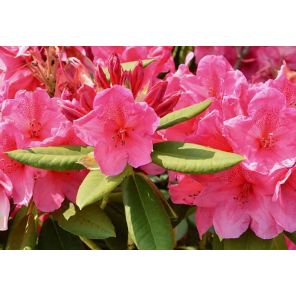 rhododendron-caucasicum-cosmopolitan-sfeer_cd461d.jpg