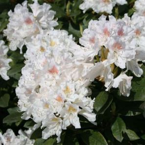 rhododendron-cunninghams-white-sfeer_65be92.jpg