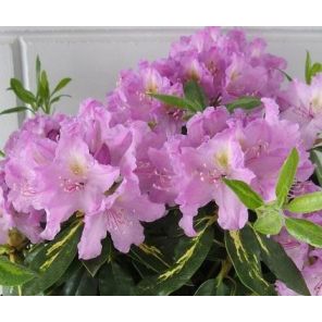 rhododendron-goldflimmer-sfeer_15d27a.jpg