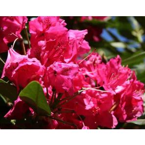 rhododendron-nova-zembla-sfeer_8354e2.jpg