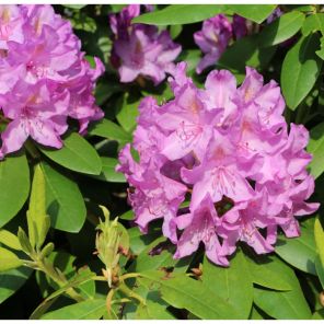 rhododendron-paars.jpeg