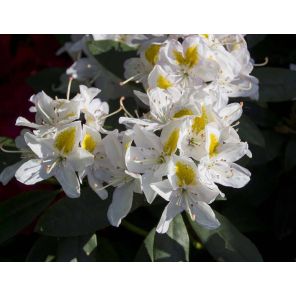 rhododendron-ponticum-madame-masson-sfeer_f6228e.jpg