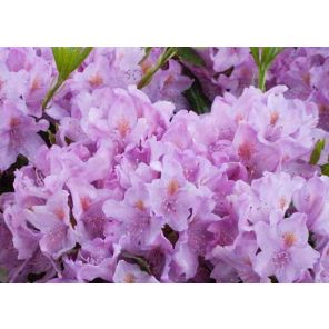 rhododendron-ponticum-sfeer_88dbfc.jpg