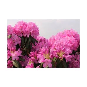 rhododendron-roseum-elegans-close_ac7833.jpg