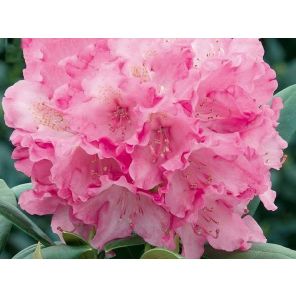 rhododendron-yakushimanum-kalinka-sfeer_e8a950.jpg