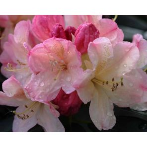 rhododendron-yakushimanum-percy-wiseman-sfeer_3a86bd.jpg