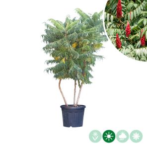 rhus.jpg