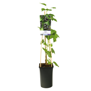 ribes-nigrum-ben-nevis-zwarte-bes.png