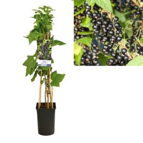 ribes nigrum titania_1.jpg