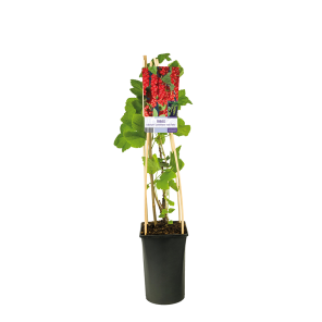 Ribes rubrum 'Jonkheer Van Tets' rode bes 2(2).png