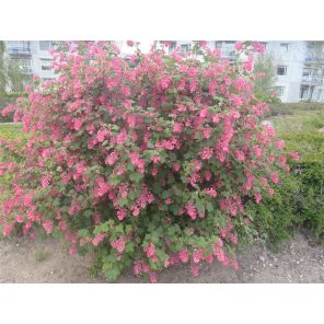 Ribes sanguineum 'King Edward VII'.jpg