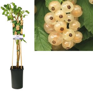 ribes white pearl_1.jpg
