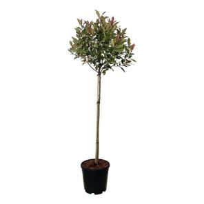 robusta compacta.jpg