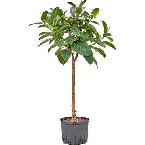 robusta op stam hydrocultuur xl.png