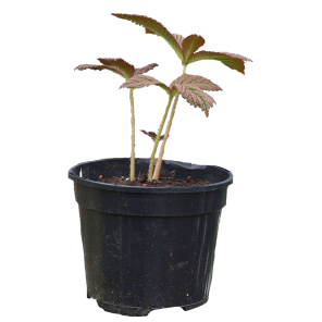 rodgersia-chocolate-wings.png