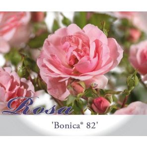 rosa-bonica-82_c1e85a.jpg