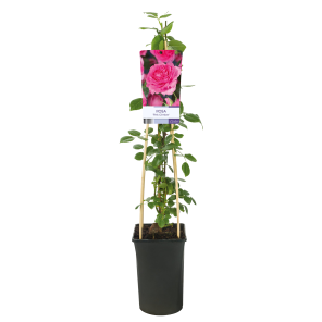rosa-pink-climber.png