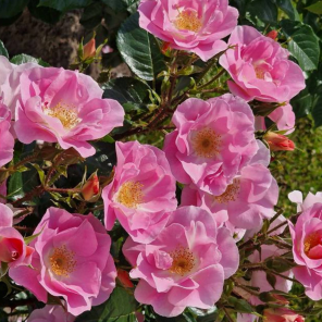 Rosa Lavender Dream op stam .png