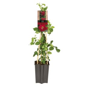 Rosa Red Queen_1.jpg