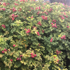 Rosa rugosa.png