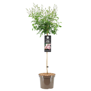 Rosa The Fairy op stam .png