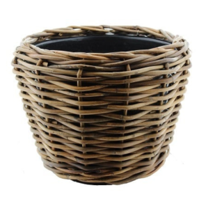 Rotan (7).png