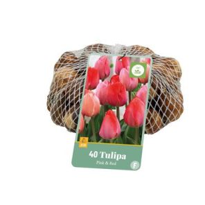 Roze & Rood.jpg