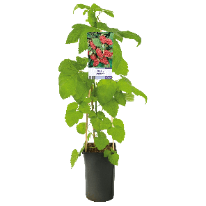 Rubus 'Loganberry'3-2.png