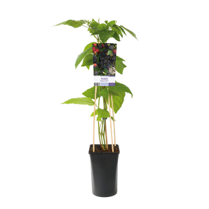 Rubus fruticosus 'Black Satin' 2(2).png