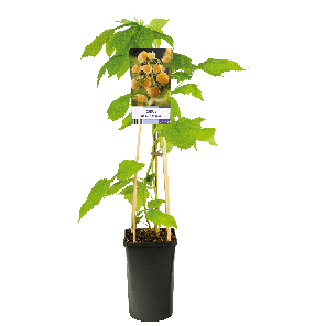 Rubus idaeus 'Fallgold'3-2.png