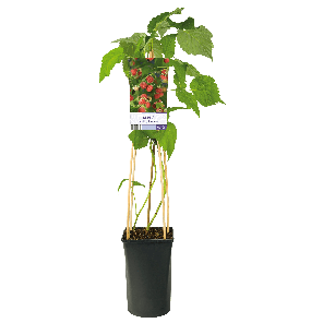 Rubus idaeus 'Malling Promise'3-2.png