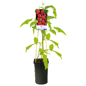Rubus idaeus 'Autumn Bliss'3-2.png