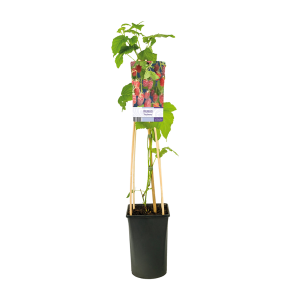 Rubus 'Tayberry' 2(2).png