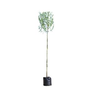 salix-alba-knot_55b4ab.jpg
