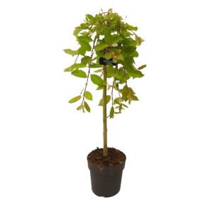 salix-caprea-kilmarnock-op-stam_ec0c26.jpg