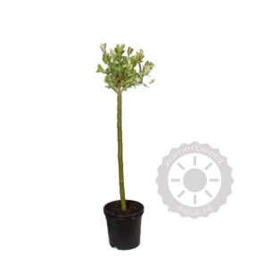 salix-integra-hakuro-nishiki-60cm-stam_6ee05d.jpg
