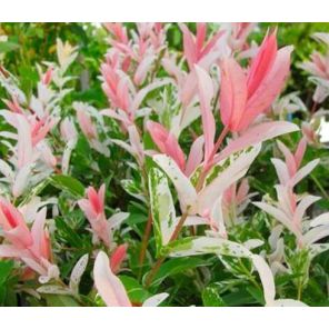 salix-integra-hakuro-nishiki-op-stam-sfeer_67c9cb.jpg