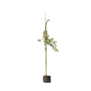 salix-sepulcralis-chrysocoma_00afc9.jpg